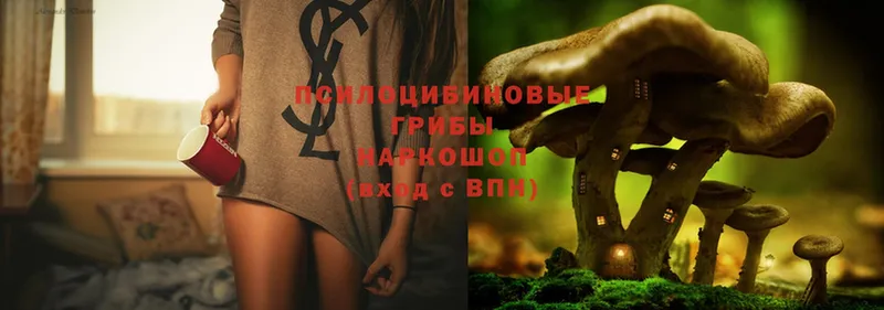 blacksprut ссылки  Дрезна  Псилоцибиновые грибы Magic Shrooms 